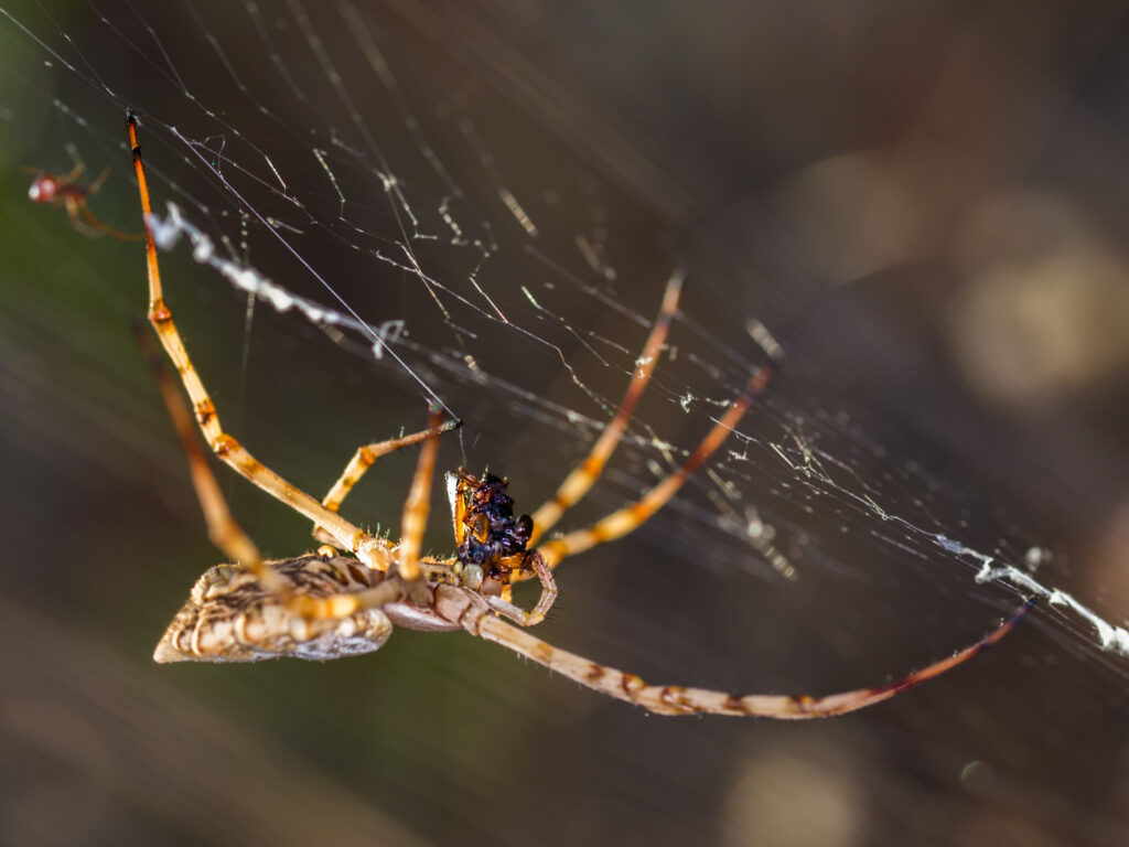 Picadura araña